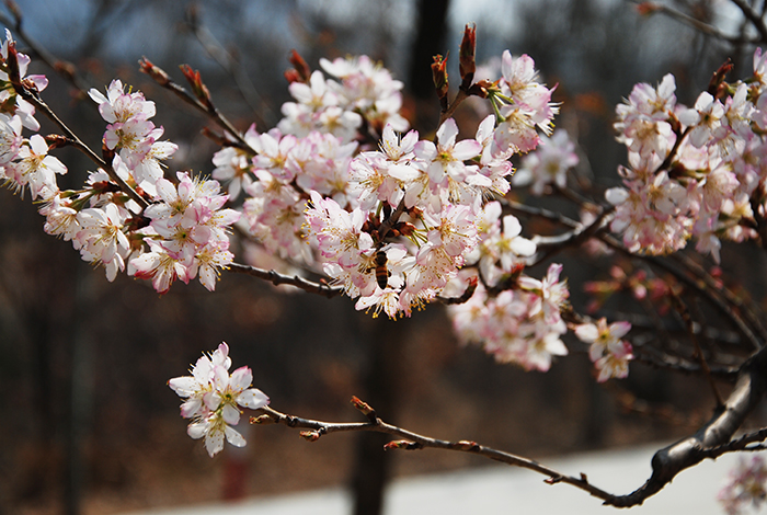 1522219649522190p430.jpg DSC_0005.jpg